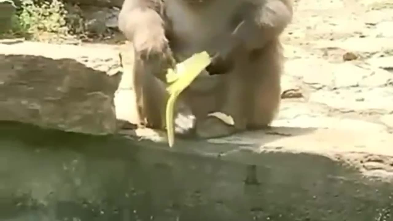 Funny animal video