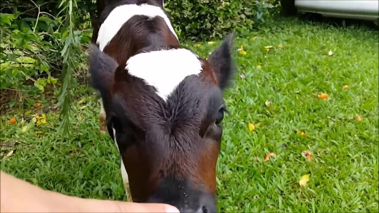 Cows Go Moo CUTEST Compilation