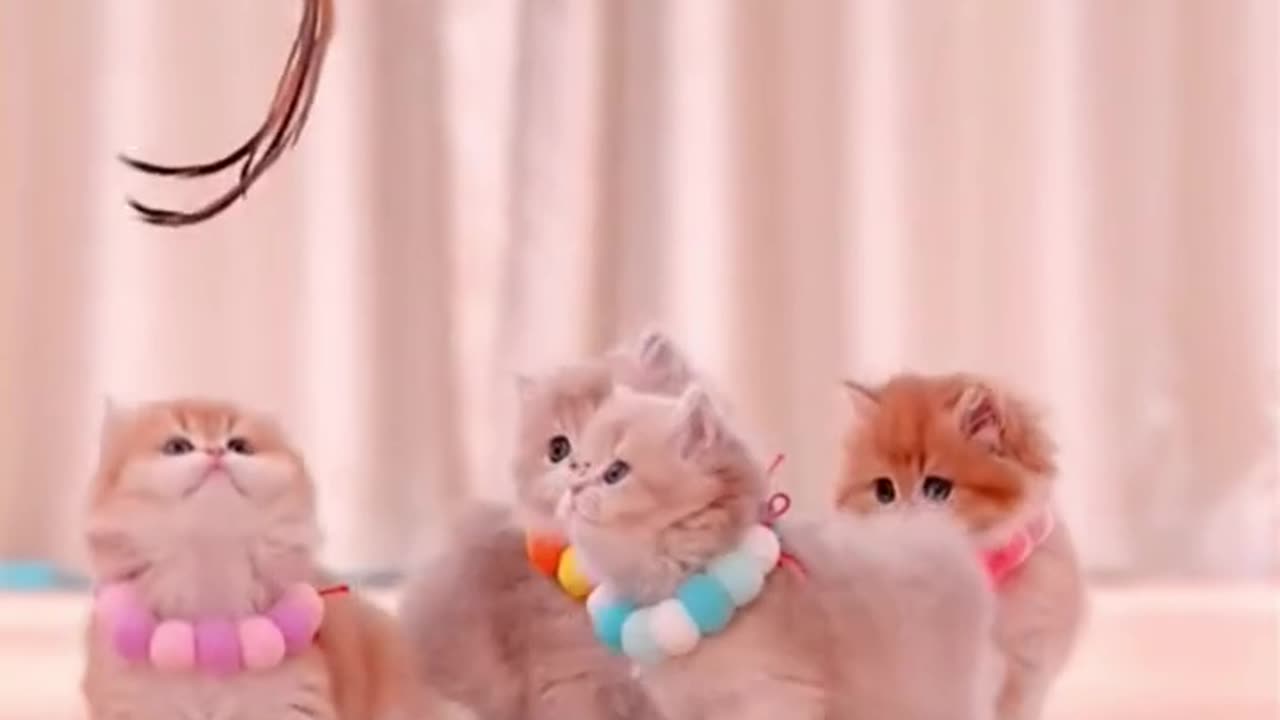 Cute cats