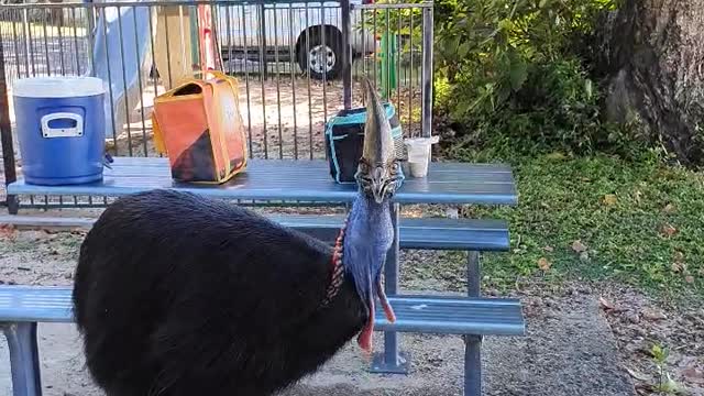 Cassowary Eating a Lady's Apple Whole