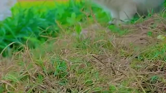 funny cat