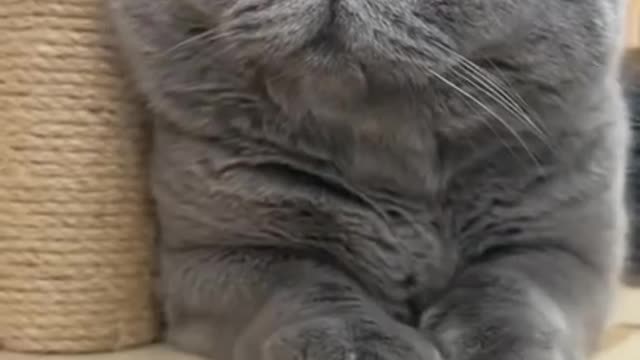 Cat funny reactions