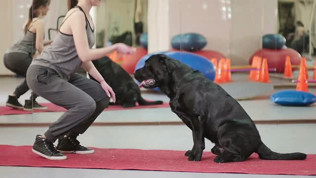 The trainer training a dog in the gym