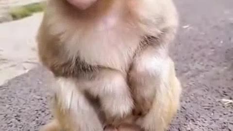 So Cute Monkey