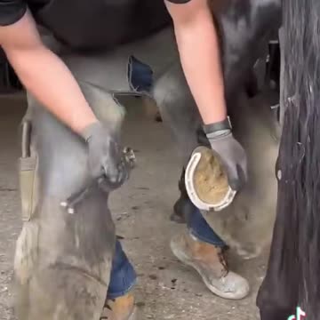 🐎 foot care