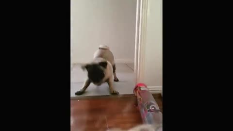 Terrified pug attempts to confront his biggest fear: a child's doll