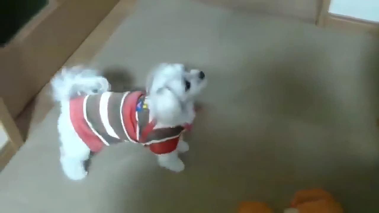 Super funny dog ...