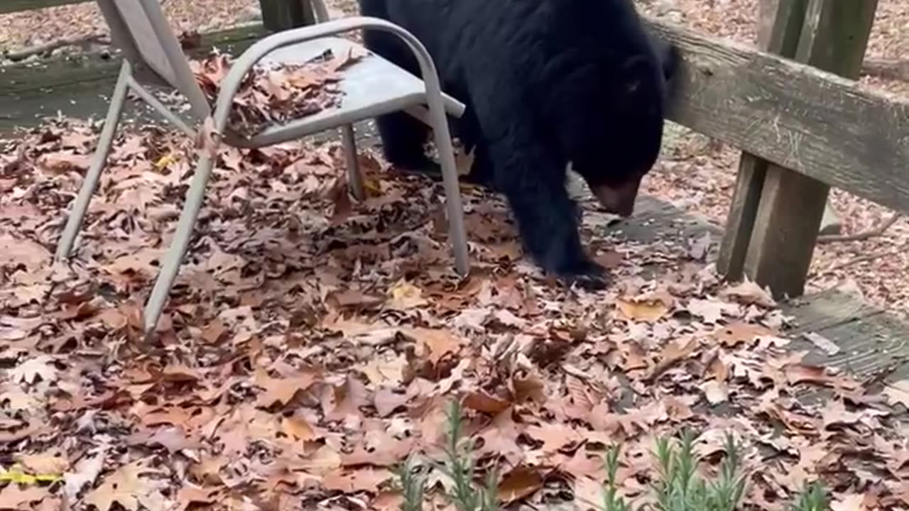 Stubborn Black Bear Doesn't Want to Leave Deck