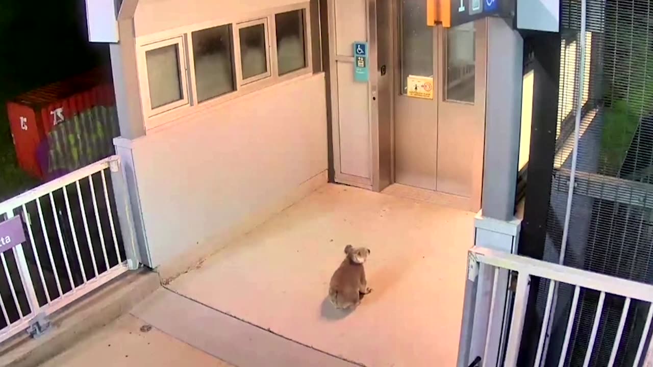 Koala's train station adventure derailed by police