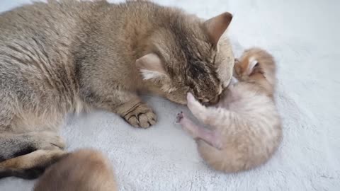 The eyes of the baby kittens opened!