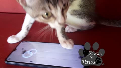 Viral Cat Video: Playing Insect Game on Phone