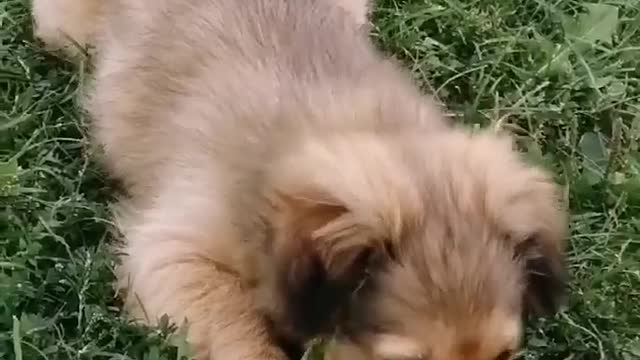 Cute puppy playing in the grass