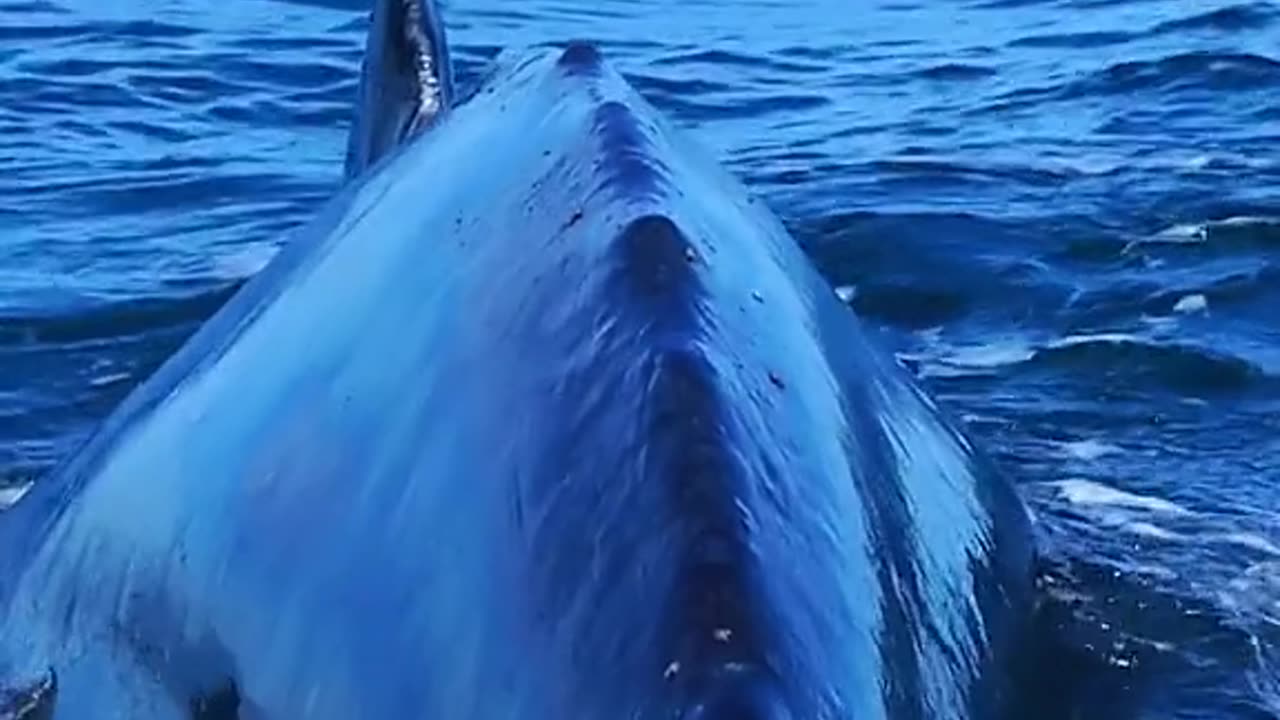 GIANT WHALES JUMPING IN THE SEA