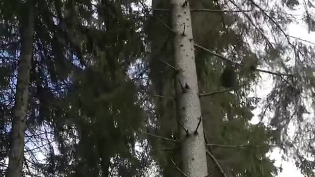 We got two drones stuck in a tree