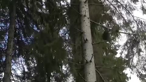 We got two drones stuck in a tree