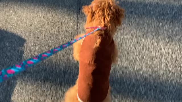 Excited puppy goes for a walk hopping like a bunny