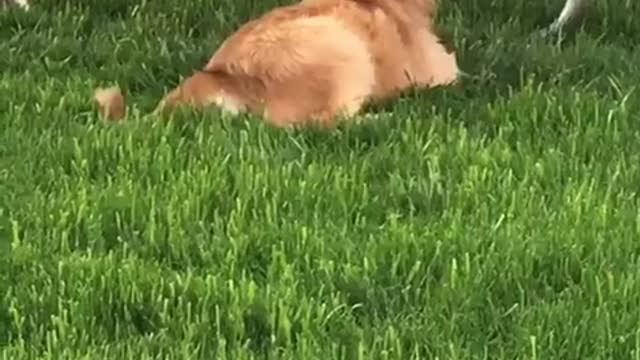 Golden retriever dog rolls over in green grass