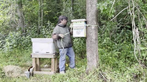 Late Summer Swarm Transfer