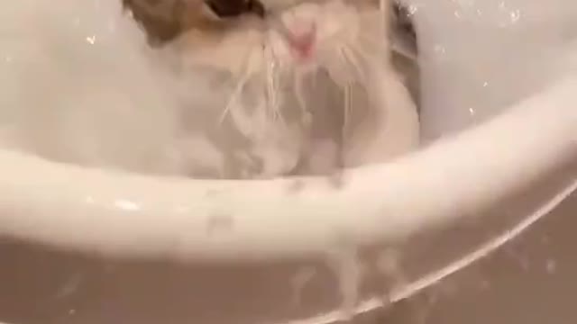 Cute cats learning to swim