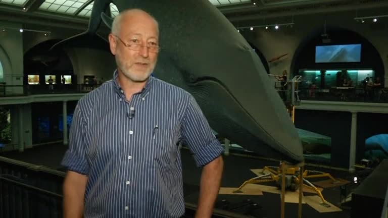 Museum whale model gets a cleaning