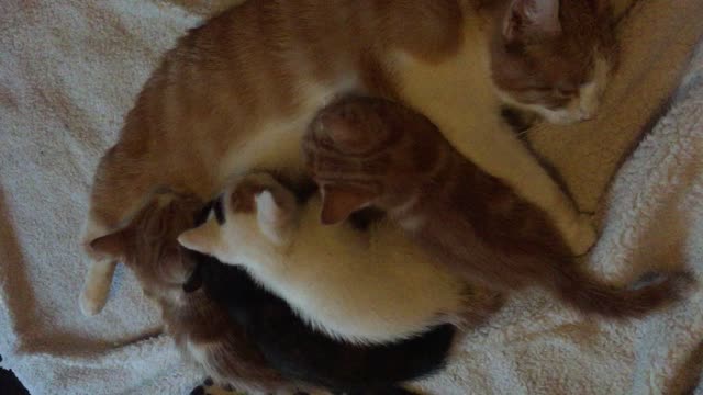 Kittens x4 feeding off their mom, she looks exhausted!! Part 2