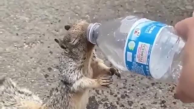 Man helping a squirrel quench his thirst