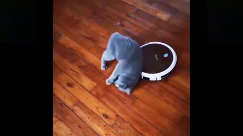 😹Cute Pets And Funny Animals