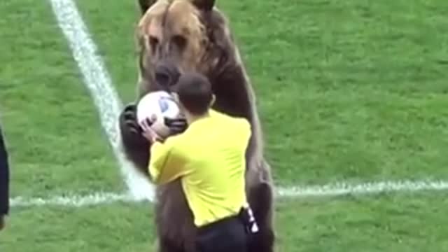 Pets Playing Sports Funny Video