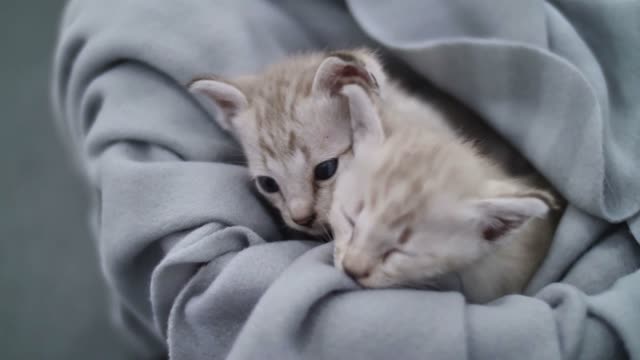 Cute Pussy play with each other, cuddle each other, both are love ❤😘❤😘