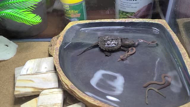 Baby Snapper Turtle eating lunch