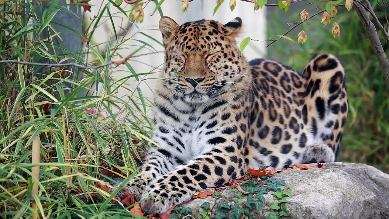 Beautiful Leopard 🐆 is sleeping on a rock