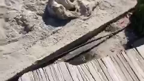 Big Cat On The Docks