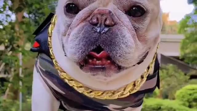 Is my dog cute?