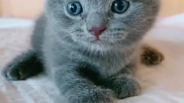 cute cat funny cat videos black cat, iam hangry cat