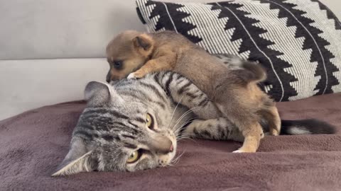 Funny Cat Reaction to Puppies [Kitty sees them for the First Time]