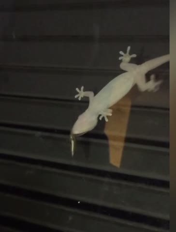 Gecko vs Stink Bug