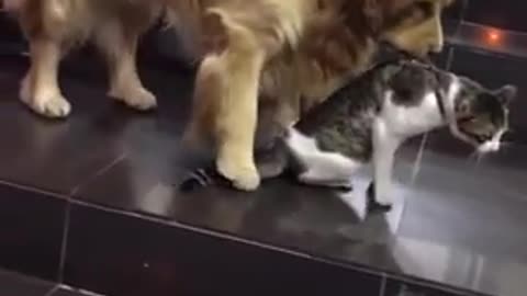 Golden Retriever Drags Cat Out Of AMAZING DOG