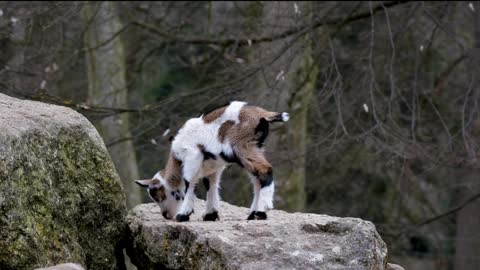 Goat ... Nature#####....