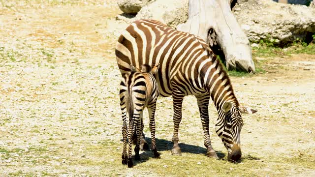 a cute zebra