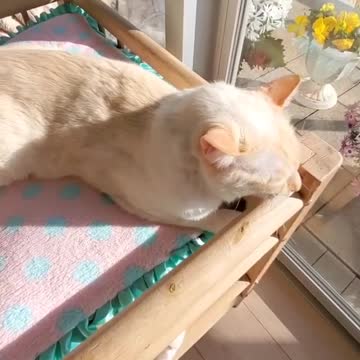 This cute cat is thoroughly enjoying the warm sunshine