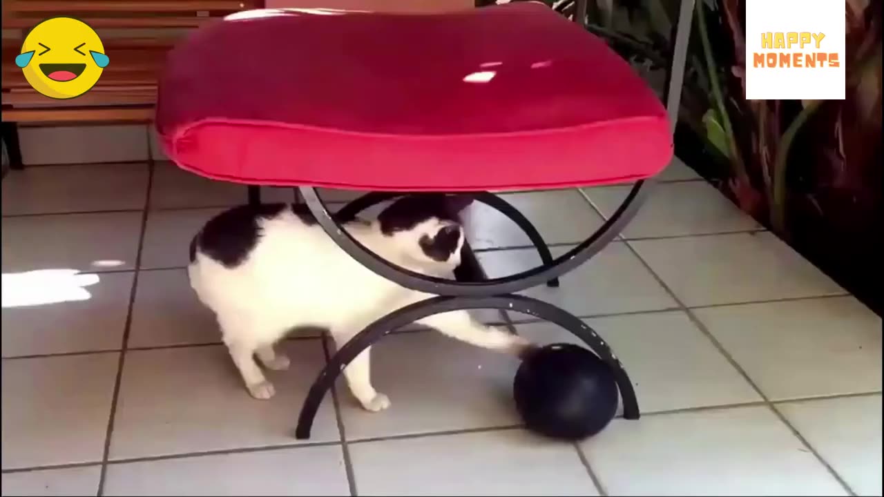 The most funny moments cat