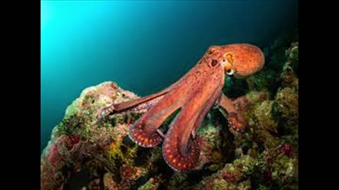 Magnificent Octopus