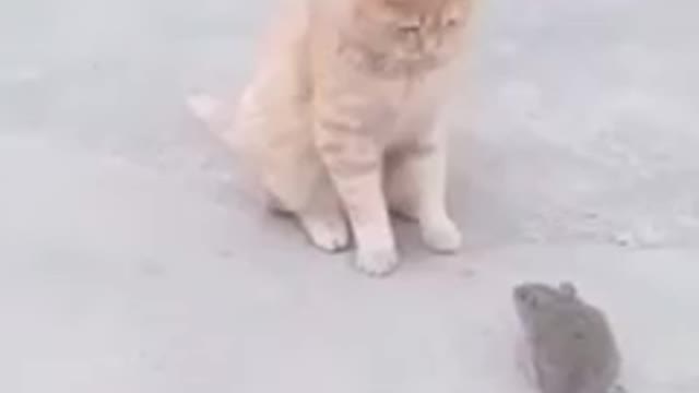 CAT & RAT . COMEDY
