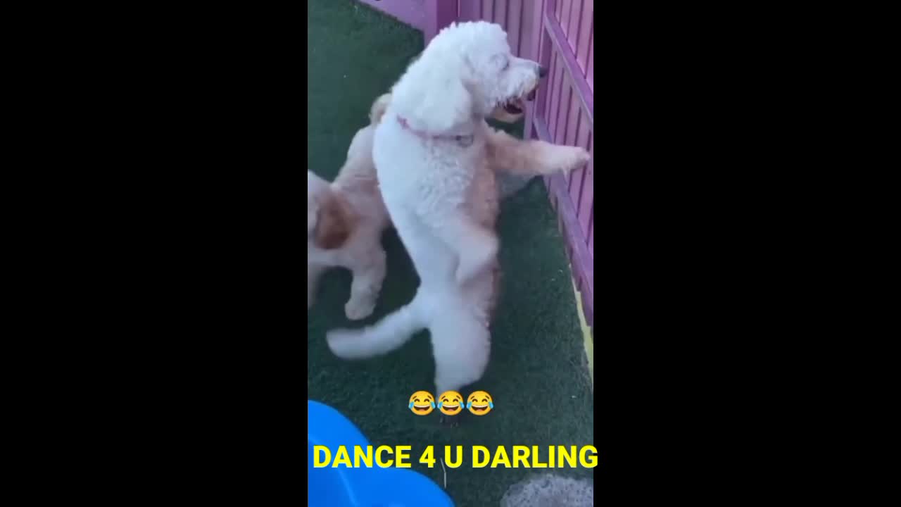 Funny Animal Videos 2022 π - Funniest Cats And Dogs Videos πΊπ #2/ Try not to laugh