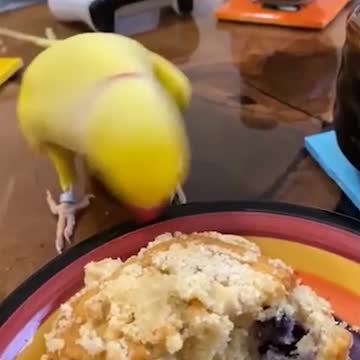 Hey should i eat it.🦜