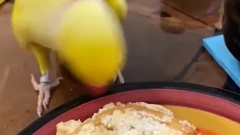 Hey should i eat it.🦜