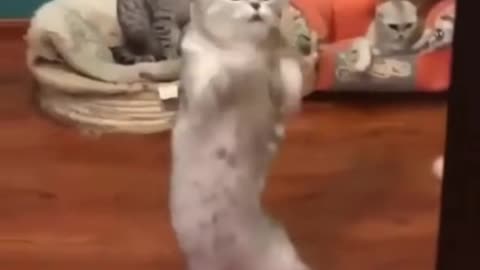 Cute cat video