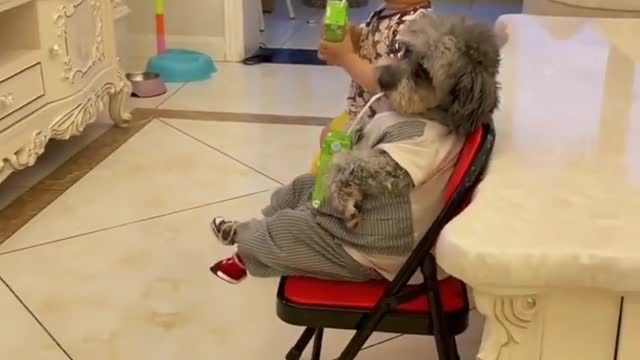 Little puppy doing something crazy