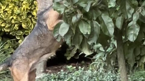 Busted the Apple Thief - My Own Dog!