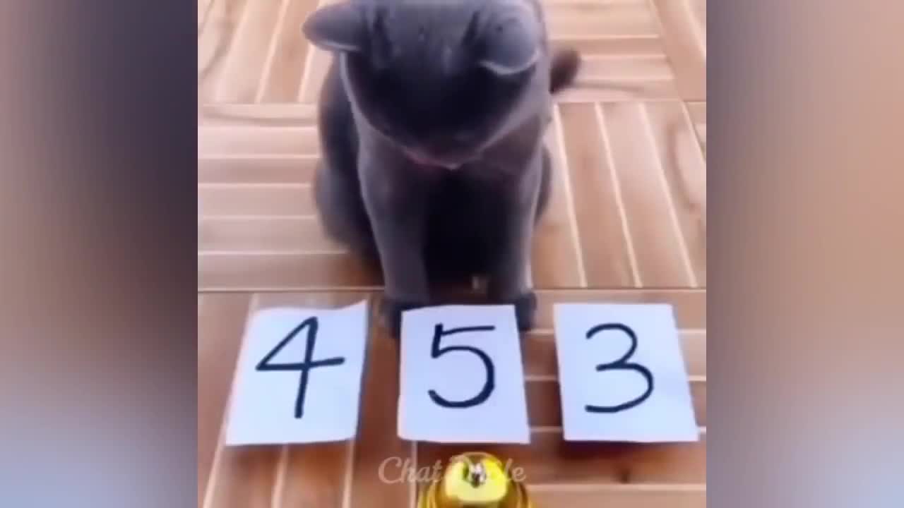 Funny cats videos ever 🐱